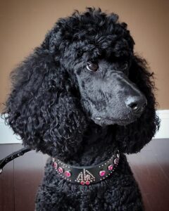 parts for fashionable collars
